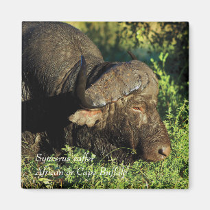 Aimant Caffer Buffalo Syncerus Africain
