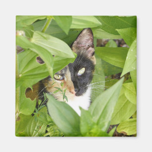 Aimant Calico Cat dans les Zinnias