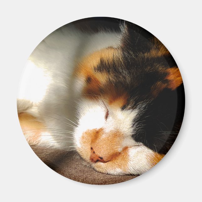 Aimant Calico Cat Sunning (Devant)