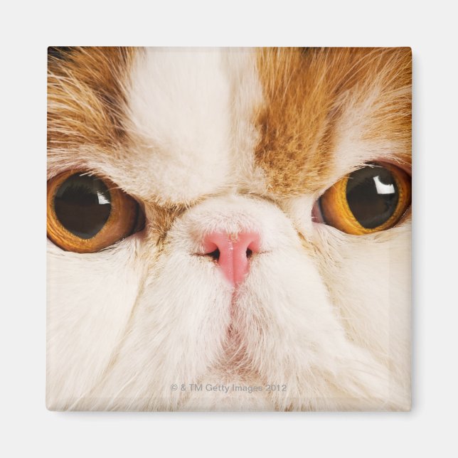 Aimant Calico Harlequin Perse (Devant)