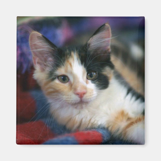 Aimant Calico Kitten, Plotting (Devant)