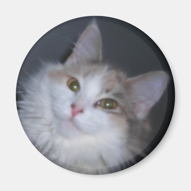 Aimant Calico princesse (Devant)