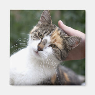 Aimant Calico Profite D'Une Attaque