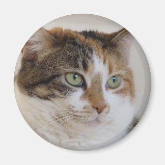 Aimant Calico tabby face de chat