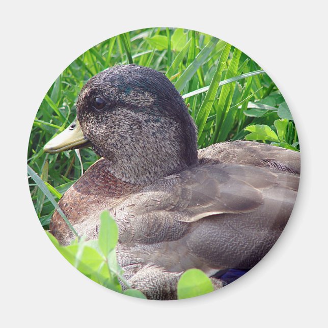 Aimant Call Duck Drake (Devant)