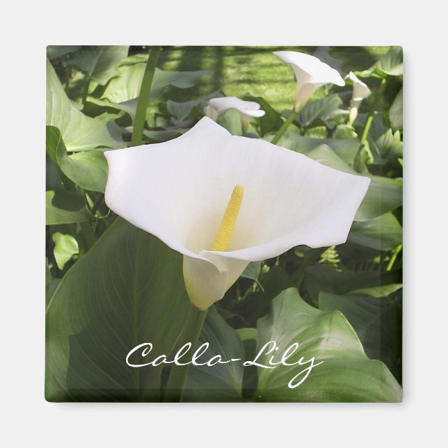 Aimant Calla-Lily (Devant)