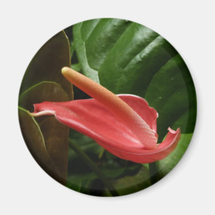 Aimant Calla Rose Lily Élégant Floral