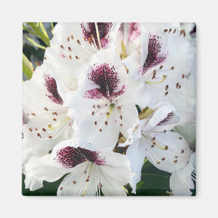 Aimant Calsap Rhododendrons
