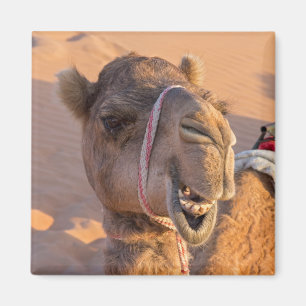 Aimant Camel amusant