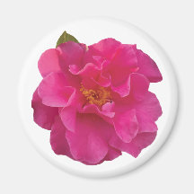 Camélia Réaliste Rose Fuchsia Fleurie