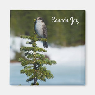 Aimant Canada Jay