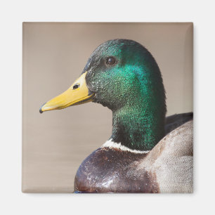Aimant Canard colvert