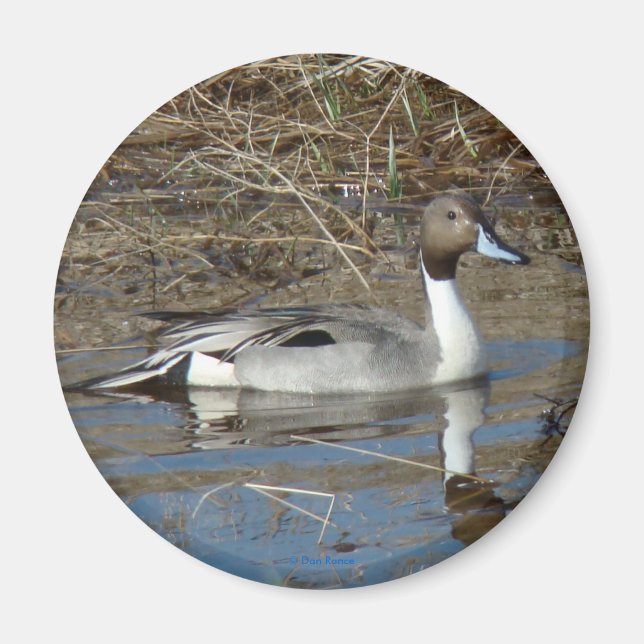 Aimant Canard colvert B5 (Devant)