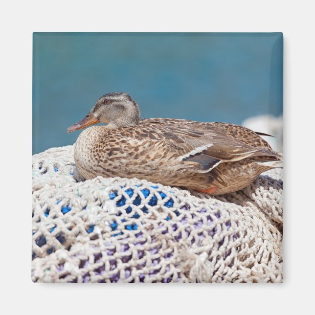 Aimant Canard de repos (Devant)
