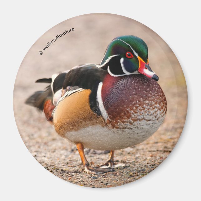 Aimant Canard en bois sur le gravier (Devant)
