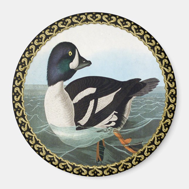 Aimant Canards colverts blancs et noirs nageant dans l'ea (Devant)