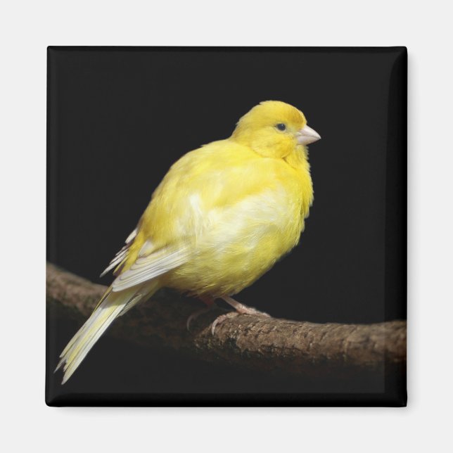 Aimant Canari jaune (Devant)