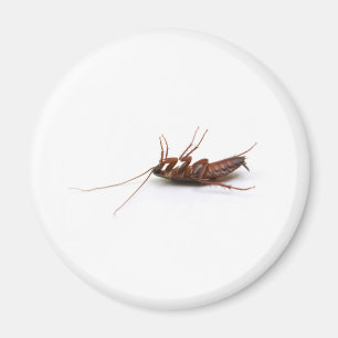 Aimant Cancrelat mort