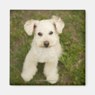Aimant Caniche (blanc)