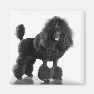 Aimant Caniche noir équilibré