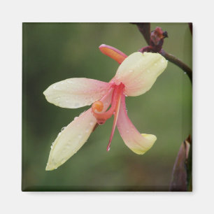 Aimant Canna 'Panache' 1