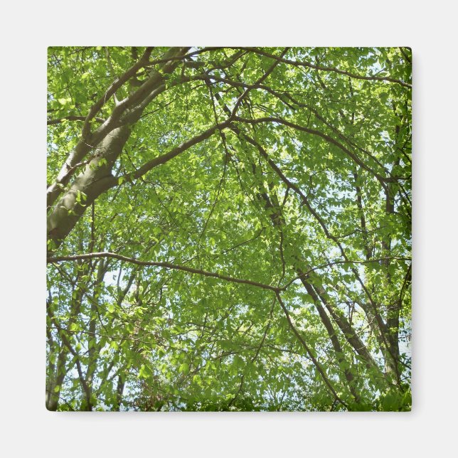Aimant Canopée du printemps Feuille Green Nature Scene (Devant)
