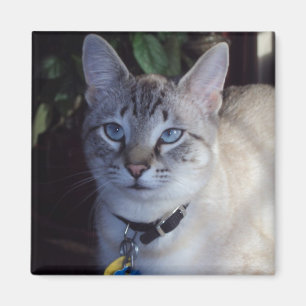 Aimant Cappuccino le chat