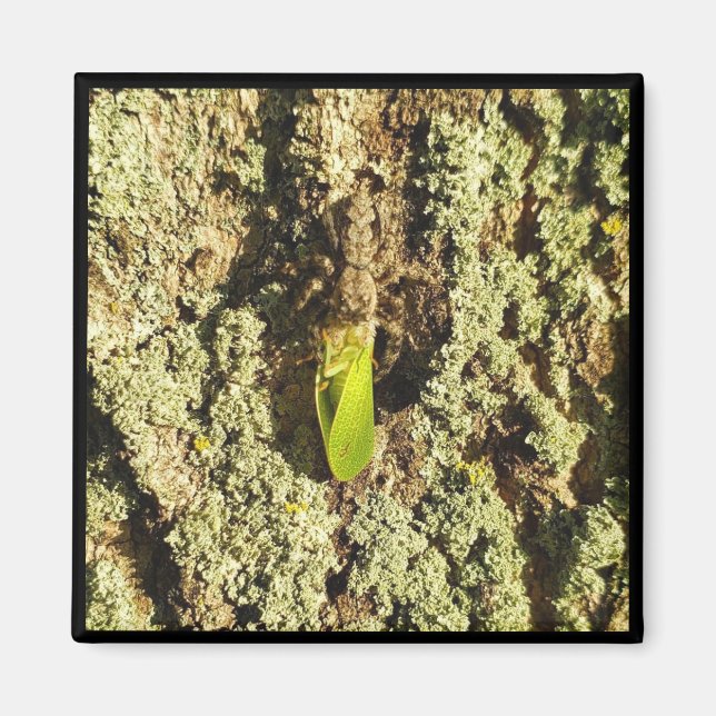 Aimant - Capturé (Devant)