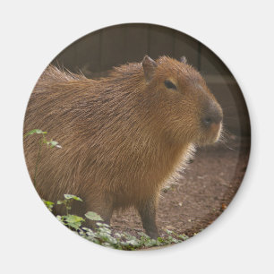 Aimant Capybara