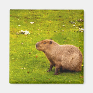 Aimant Capybara