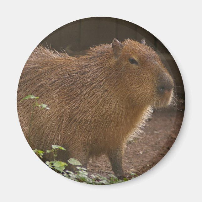 Aimant Capybara (Devant)