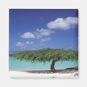 Aimant Caraïbes, Aruba. Plage d'Eagle