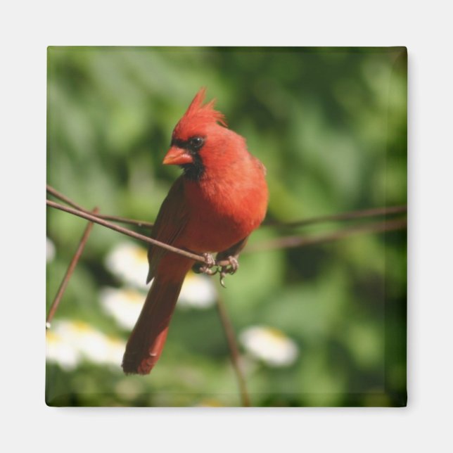 Aimant Cardinal (Devant)