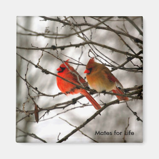 Aimant Cardinal