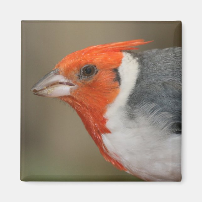 Aimant Cardinal à crête rouge (Devant)