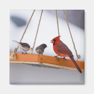Aimant Cardinal and Juncos