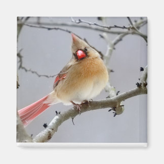 Aimant Cardinal_Femelle_Aimant