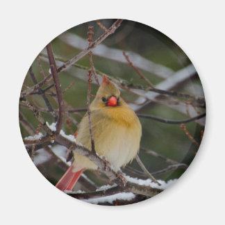 Aimant Cardinal féminin dans l'aimant de l'arbre