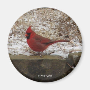 Aimant Cardinal Hot Springs Nat. Park Mountain AR Cadeaux