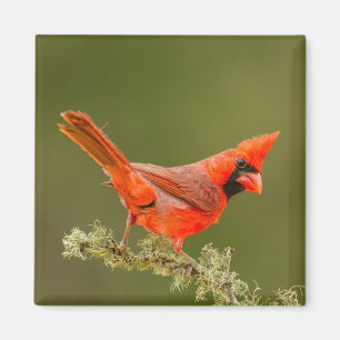 Aimant Cardinal mâle sur une branche