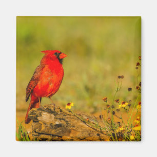 Aimant Cardinal mâle sur une bûche