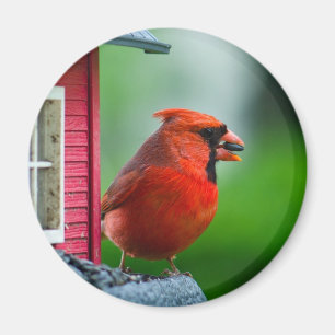 Aimant cardinal masculin au conducteur au printemps