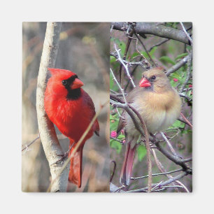 Aimant Cardinal Pair
