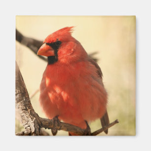 Aimant cardinal rouge