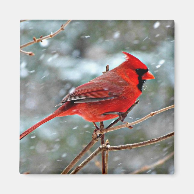 Aimant Cardinal rouge (Devant)