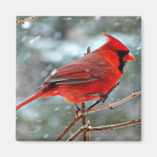 Aimant Cardinal rouge dans la neige
