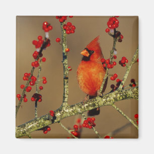 Aimant Cardinal rouge mâle perché, IL