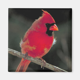 Aimant Cardinal rouge perché sur une branche d'arbre