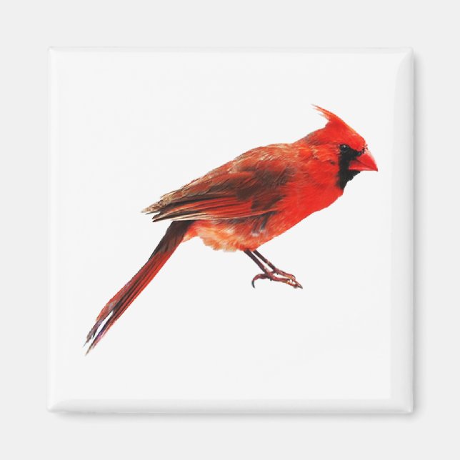 Aimant Cardinal(s) (Devant)