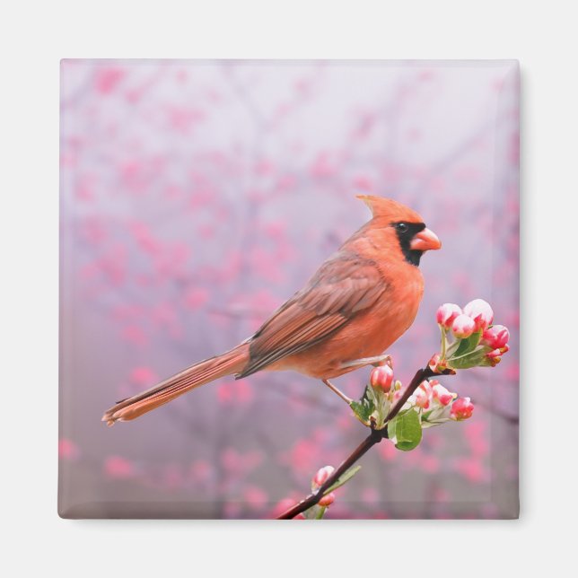 Aimant Cardinal sur l'arbre en fleurs (Devant)